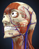 Human Head Anatomy Poster Print - Circulatory and Muscular Systems
