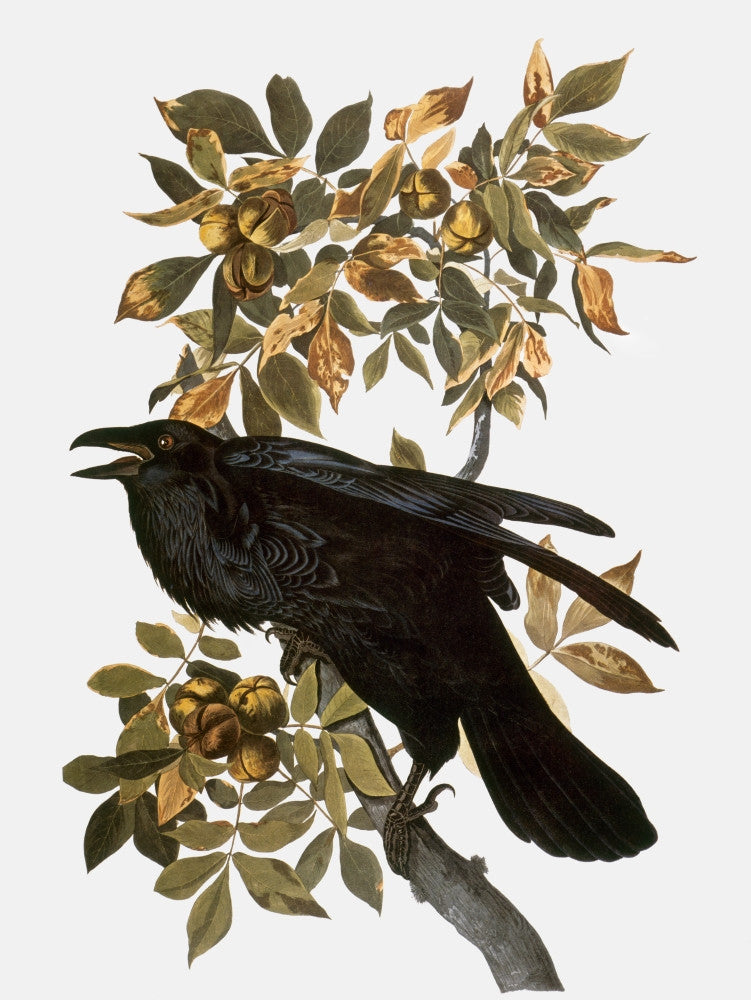 Audubon: Northern Raven Fine Art Print from 'The Birds of America'