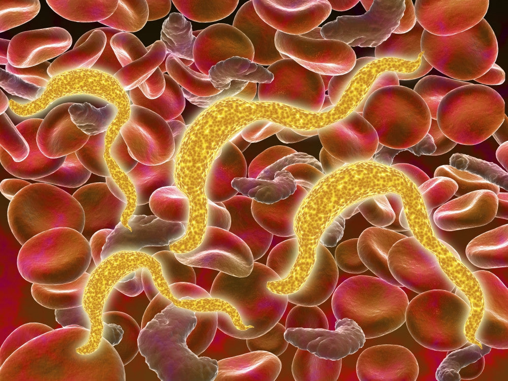 African Trypanosomiasis in Red Blood Cells Fine Art Print