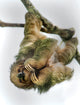 Three-Toed Sloth Fine Art Print - Sarapiqui, Costa Rica by Panoramic Images
