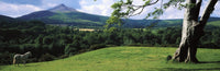 Sugar Loaf, Co Wicklow, Ireland Fine Art Print by The Irish Image Collection