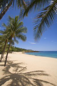 Hulopoe Beach Fine Art Print - Palm Trees & Turquoise Ocean