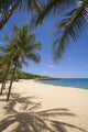 Hulopoe Beach Fine Art Print - Palm Trees & Turquoise Ocean