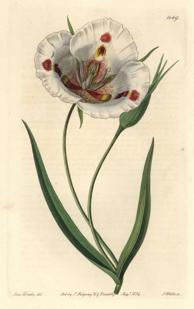 Butterfly Mariposa Lily Calochortus Venustus Fine Art Print by Mary Evans