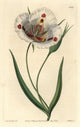 Butterfly Mariposa Lily Calochortus Venustus Fine Art Print by Mary Evans