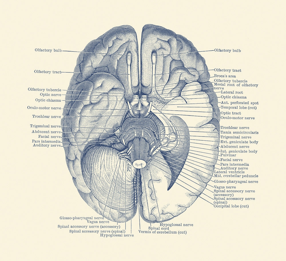 Vintage Anatomy Print of the Nervous System by John Parrot