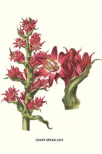 Giant Spear Lily Poster Print by Louis Benoit Van Houtte