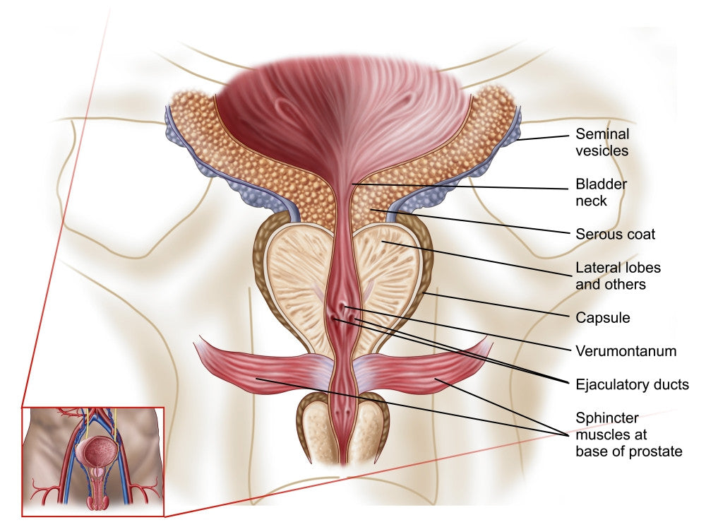 Anatomy of Prostate Gland Fine Art Print - Available in Multiple Sizes
