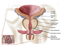 Anatomy of Prostate Gland Fine Art Print - Available in Multiple Sizes