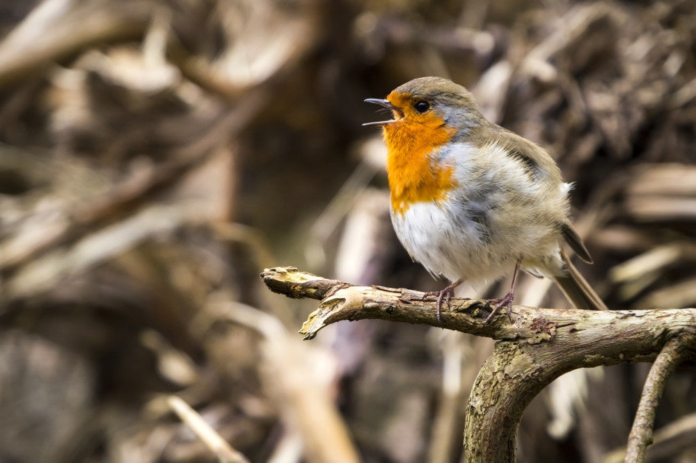 European Robin Singing Fine Art Print by Leah Bignell | Design Pics