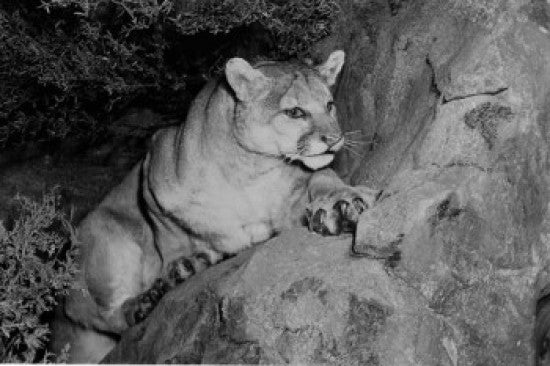 Mountain Lion Fine Art Print - Majestic Wildlife Decor