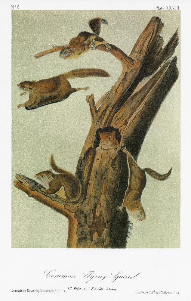 Southern Flying Squirrel Lithograph Fine Art Print by John James Audubon