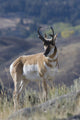 Pronghorn Antelope Buck Fine Art Print by Ken Archer