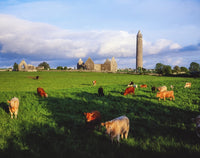 Cattle Grazing in Connemara Pasture with Ruins - Fine Art Print by The Irish Image Collection