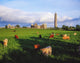 Cattle Grazing in Connemara Pasture with Ruins - Fine Art Print by The Irish Image Collection