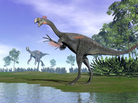 Two Gigantoraptor Dinosaurs in a Prehistoric Environment Fine Art Print