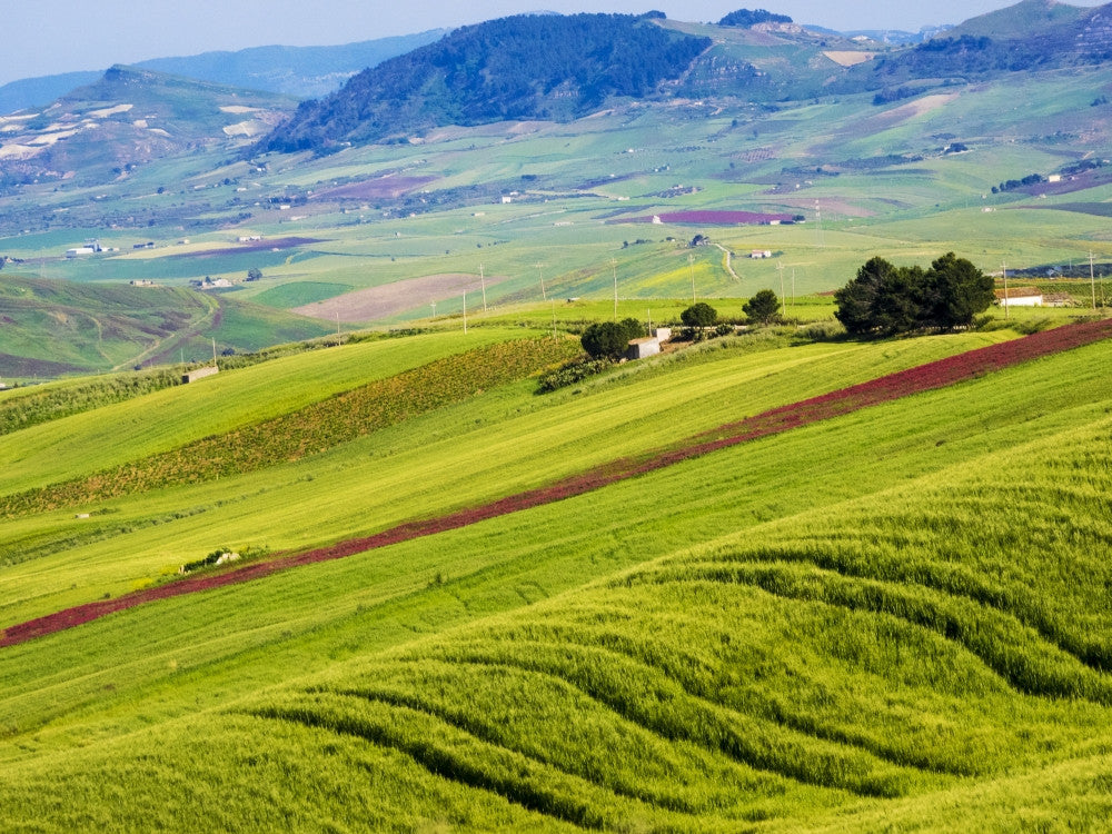 Italy, Sicily, Trapani Alcamo Countryside Fine Art Print by Terry Eggers