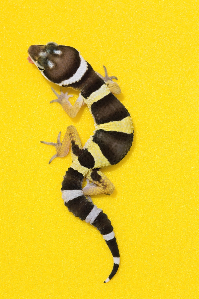 Baby Leopard Gecko Fine Art Print on Yellow Background