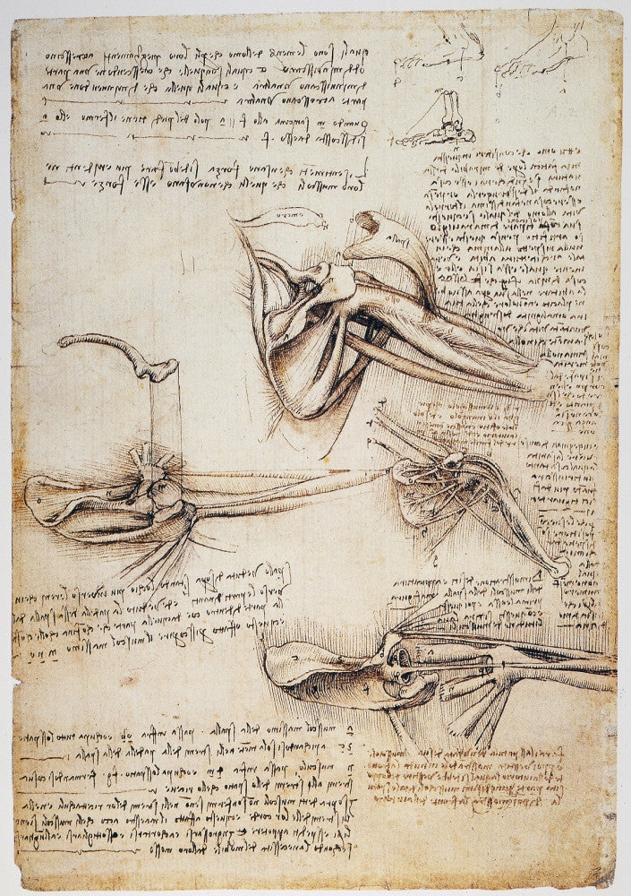 Leonardo da Vinci Shoulder Study Fine Art Print, C1510