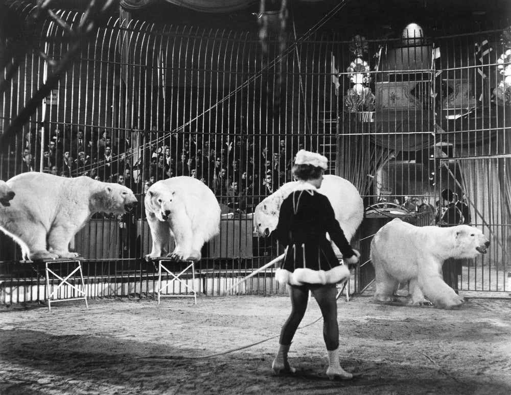 Circus Performance with Polar Bears Fine Art Print