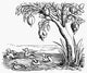 Barnacle Geese Fine Art Print - Engraving from 1552
