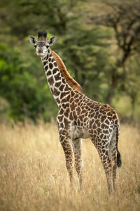 Young Masai Giraffe Poster Print by Nick Dale | Serengeti