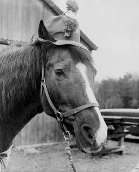 Close-Up of a Horse Wearing a Hat Fine Art Print