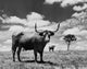 Texas Longhorn Cattle in a Field Fine Art Print