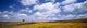 Wildflowers in Bloom Fine Art Print - Table Mountain, Oroville, CA