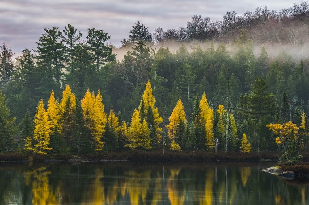 Golden Tamaracks Fine Art Print by Julie DeRoche - Ontario Landscape