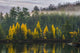 Golden Tamaracks Fine Art Print by Julie DeRoche - Ontario Landscape