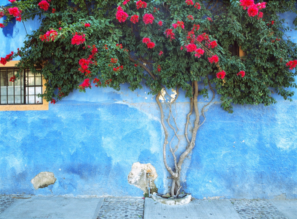 Bougainvillea Against Wall Fine Art Print by Jaynes Gallery