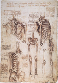 Leonardo Da Vinci Thorax Studies Fine Art Print - C1510