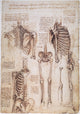 Leonardo Da Vinci Thorax Studies Fine Art Print - C1510