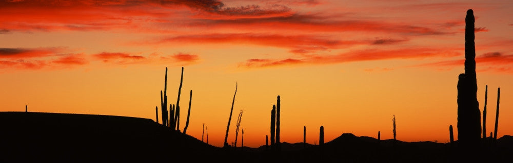 Silhouette of Boojum Tree and Cardon Cactus Fine Art Print - Baja California