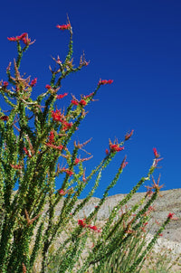 Ocotillo in the Coyote Mountains Fine Art Print by Russ Bishop