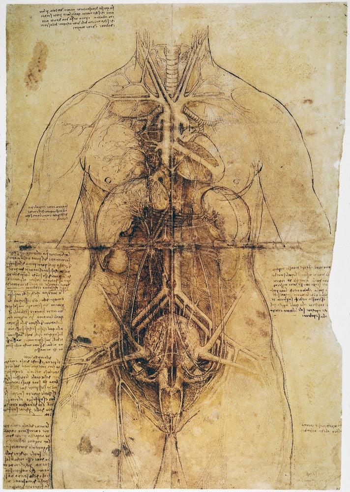 Leonardo Da Vinci Female Anatomy Study Fine Art Print (C1510)