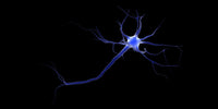 Conceptual Neuron Fine Art Print - Perfect for Home or Office
