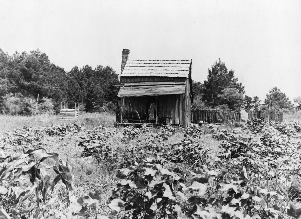 Mississippi Farm 1937 Fine Art Print by Dorothea Lange | Granger Collection