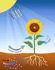 Photosynthesis Fine Art Print by Monica Schroeder | Science Source