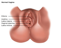 Vulva Illustration Fine Art Print by Gwen Shockey | Science Source