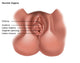 Vulva Illustration Fine Art Print by Gwen Shockey | Science Source