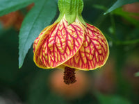 Close-Up of Abutilon 'Red Tiger' Fine Art Print by Julie Eggers