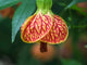 Close-Up of Abutilon 'Red Tiger' Fine Art Print by Julie Eggers