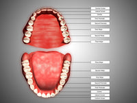 Human Teeth Structure with Labels Fine Art Print