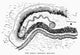 The Great Serpent Mound Fine Art Print - Pre-Colombian Engraving