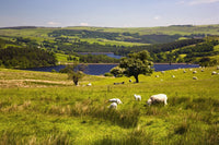 Sheep Grazing in a Pasture Fine Art Print - Sheffield, England