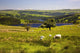 Sheep Grazing in a Pasture Fine Art Print - Sheffield, England