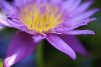 Close-Up of a Purple Flower in Bloom Fine Art Print by Kicka Witte