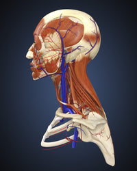 Side View of Human Face Anatomy Fine Art Print